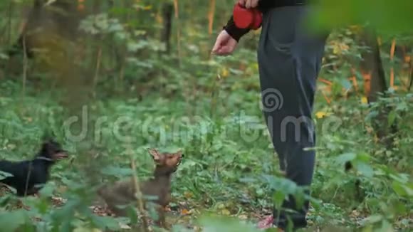 这个女孩在森林里玩两只小狗视频的预览图