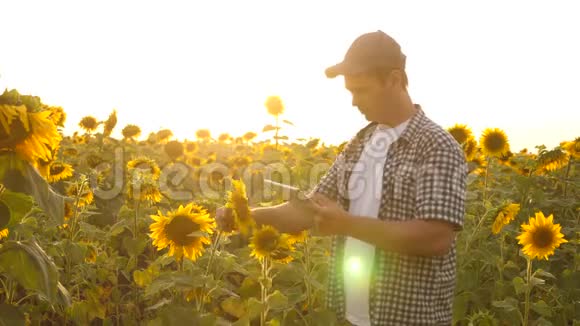 外地商人分析他们的收入农艺师研究向日葵的作物一个农民用平板电脑工作视频的预览图