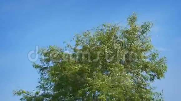 树顶在蓝天上飞舞视频的预览图