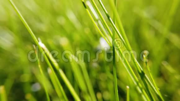新鲜的草地靠近阳光视频的预览图