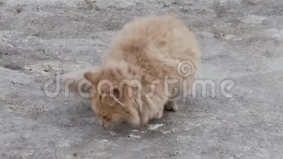 冬天外面的红色流浪猫视频的预览图