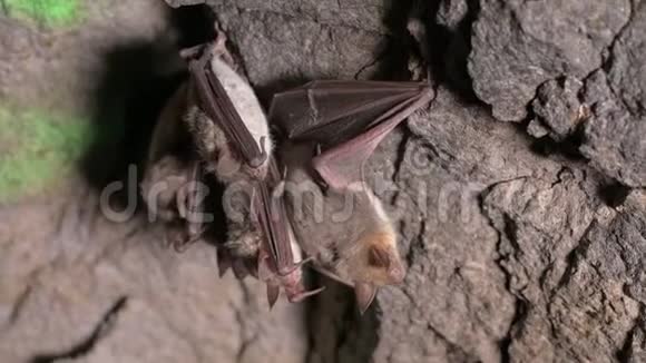 在一个很深的洞穴里进行了语音调查一群棕色的小蝙蝠正睡在山洞的天花板上野生蝙蝠视频的预览图