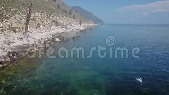 淡水海豹在贝加尔湖畔游泳无人机的空中射击视频的预览图