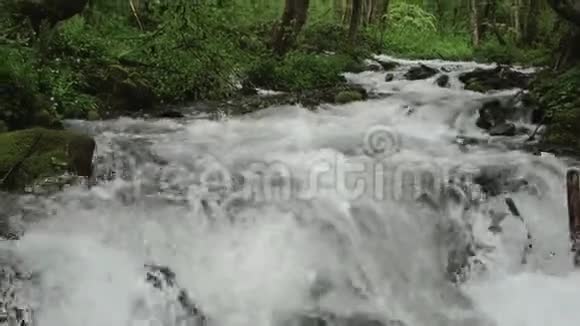 森林中的山河景观视频的预览图