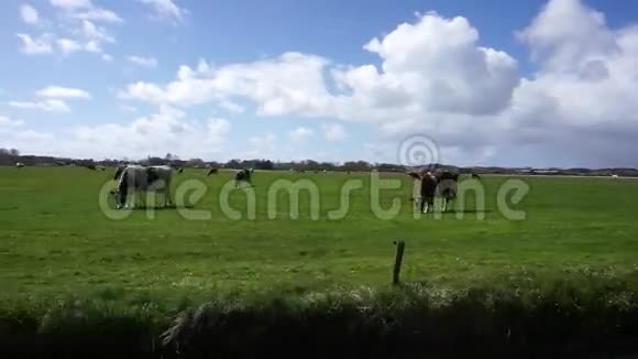 草地和荷兰奶牛视频的预览图