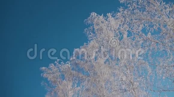 冬天的森林很多雪前景是霜中树的顶端没有叶子的树视频的预览图