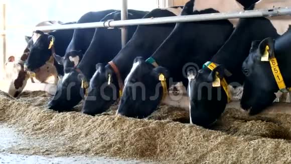 荷斯坦弗里斯兰日记奶牛在免费牲畜摊位视频的预览图