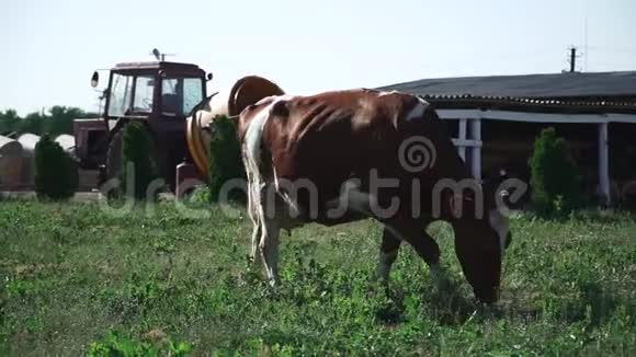 牛在农场附近吃草视频的预览图