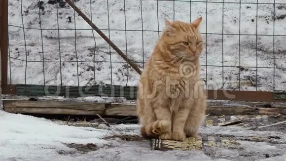 冬天外面的红色流浪猫视频的预览图