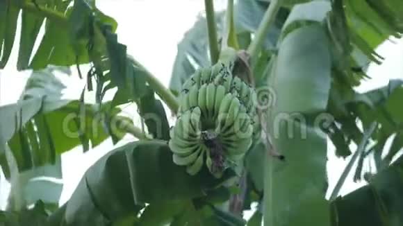 一看拂晓的棕榈树香蕉在棕榈树上成熟视频的预览图