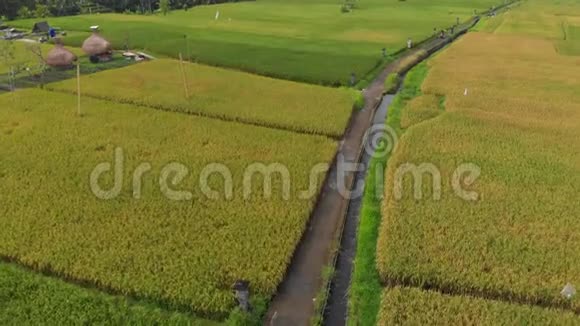无人机在一个大稻田中间的一条小路上移动然后它飞起来揭示了整个领域水稻作物视频的预览图