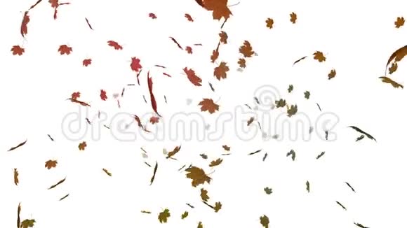 落秋叶映黑背景视频的预览图