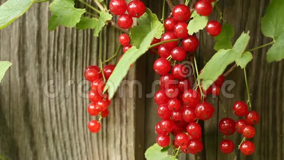 花园外面的红色醋栗植物和浆果视频的预览图