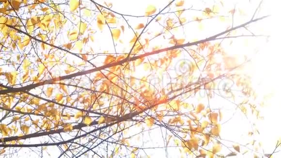 阳光穿过黄叶视频的预览图