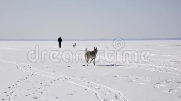 哈士奇正在冰冻的海湾上行走视频的预览图