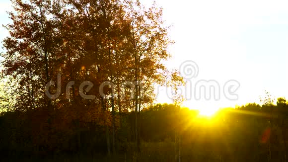 夕阳下金色的白桦树映衬着明亮的太阳盘视频的预览图
