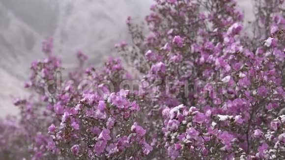 在西伯利亚山区盛开的杜鹃花视频的预览图