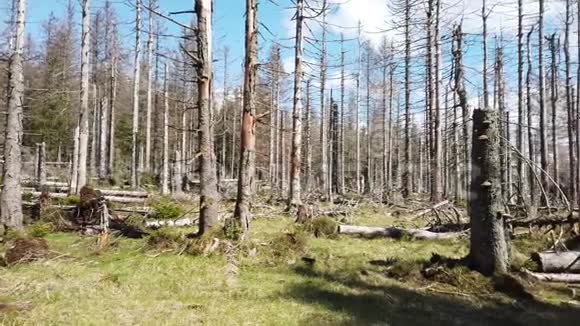 树皮甲虫病害破坏森林视频的预览图