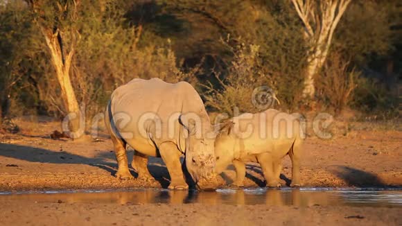 白犀牛和小牛在水洞里视频的预览图