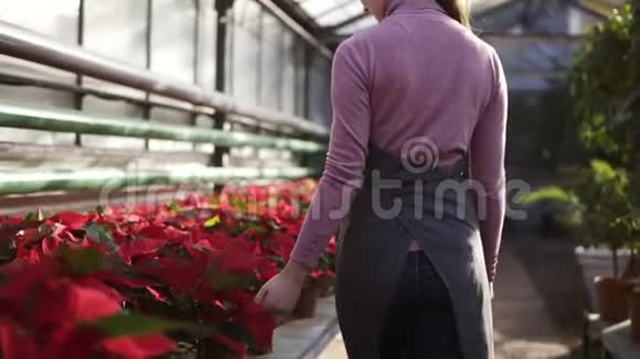 穿着围裙的年轻女人拿着花在温室里散步在架子上检查一壶红色的一品红微笑视频的预览图