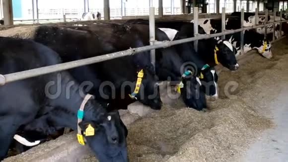 荷斯坦弗里斯兰日记奶牛在免费牲畜摊位视频的预览图