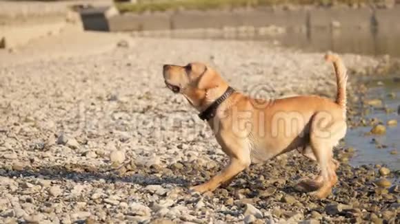 可爱的狗在玩耍从岸上跑到水里一只湿狗视频的预览图
