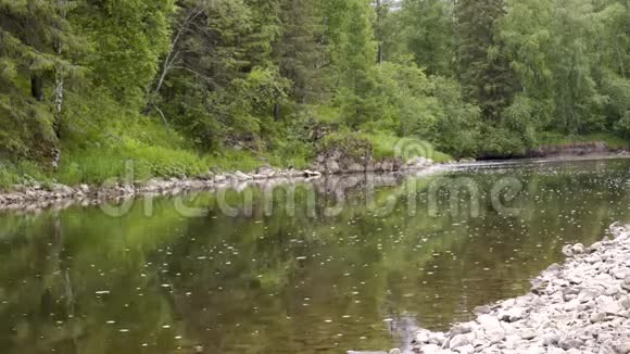 美丽的风景在绿色的森林中流淌着平静的河流库存录像盛开的河流缓缓流过森林视频的预览图