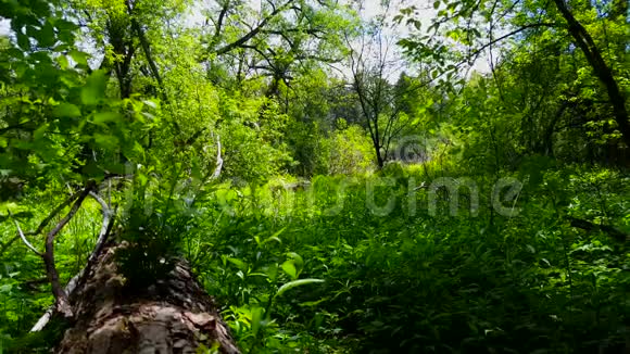 白天绿色森林内部的观点树冠下的树木植物和树叶茂盛视频的预览图