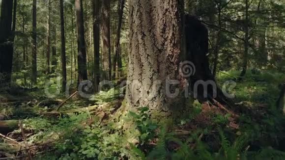 在夏季森林中移动树干视频的预览图