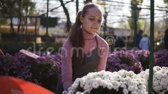 花房里的年轻女子检查一壶白菊花迷人的微笑女性花店视频的预览图