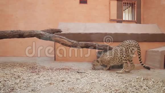 动物园里的猎豹视频的预览图