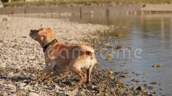 可爱的狗在玩耍从岸上跑到水里一只湿狗视频的预览图