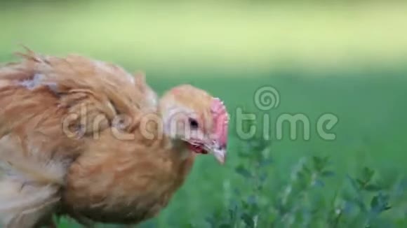 小红公鸡吃青草视频的预览图