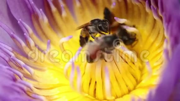 莲花里的蜜蜂视频的预览图
