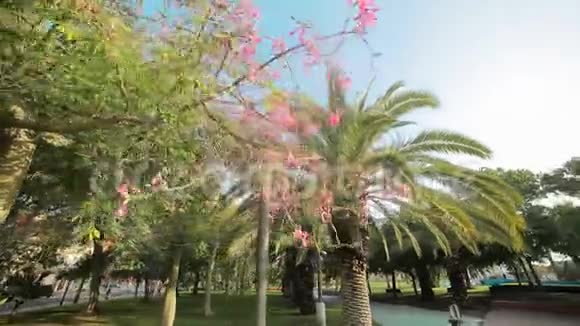 一种粉红色花朵的树矗立在城市的公园里因为它迷人的美丽视频的预览图