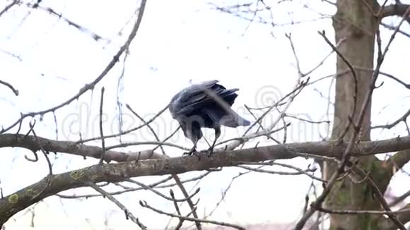 树枝上常见的乌鸦视频的预览图