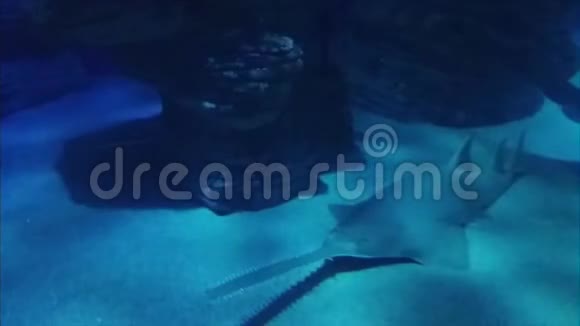 水族馆里的鲨鱼剑细节视频的预览图