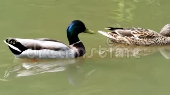 公鸭和母鸭视频的预览图