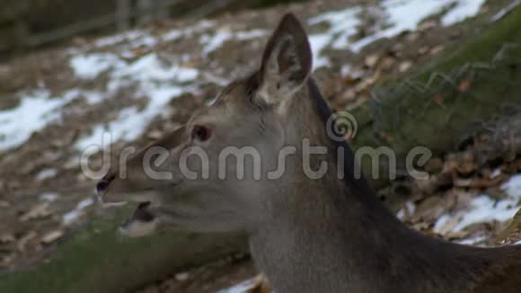 欧洲Doe彻底咀嚼食物特写冬季自然CervusDama动物视频的预览图