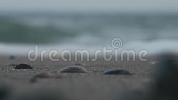 海浪背景下的贝壳视频的预览图