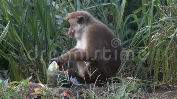 猴子在垃圾堆里吃西瓜视频的预览图