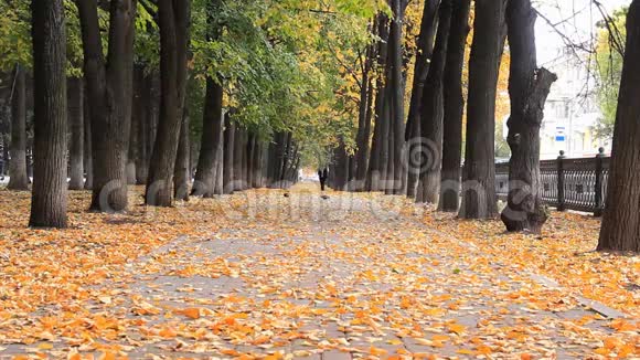 秋天公园里五颜六色的金色小巷树叶飘落行人在模糊的背景上行走视频的预览图