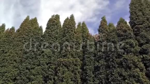 绿色的花园在风中视频的预览图