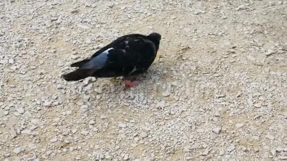 鸽子在维罗纳的一个广场上寻找食物维罗纳是游客恋爱的目的地视频的预览图