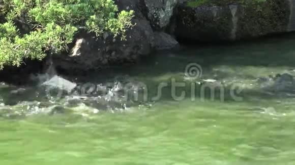 4K喂台湾池塘里的鲤鱼视频的预览图