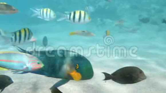 在红海的死礁附近游动的彩色鱼类浅滩的4k镜头视频的预览图