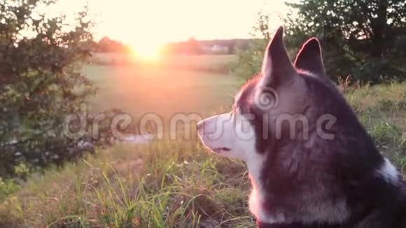 日落时分在田野里的滑稽西伯利亚哈士奇犬肖像视频的预览图