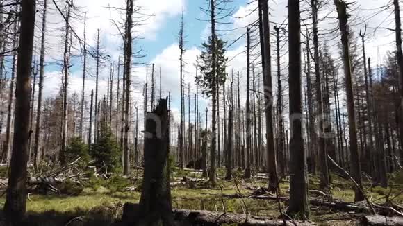 树皮甲虫病破坏了森林视频的预览图