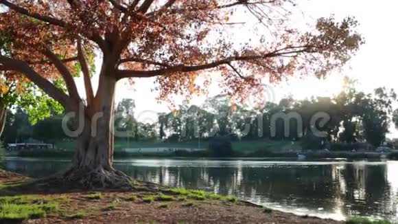 秋季慢动作公园的长凳视频的预览图