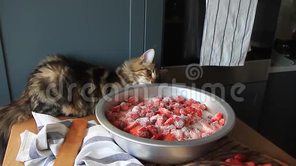 一个年轻女人的手切出新鲜成熟的草莓用来做果酱和小猫缅因州的浣熊视频的预览图